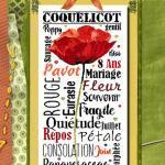 Bdn49 gentil coquelicot isabelle vautier fiche de broderie