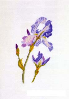 Iris bleu dmc