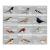Les oiseaux du jardin joli tambour